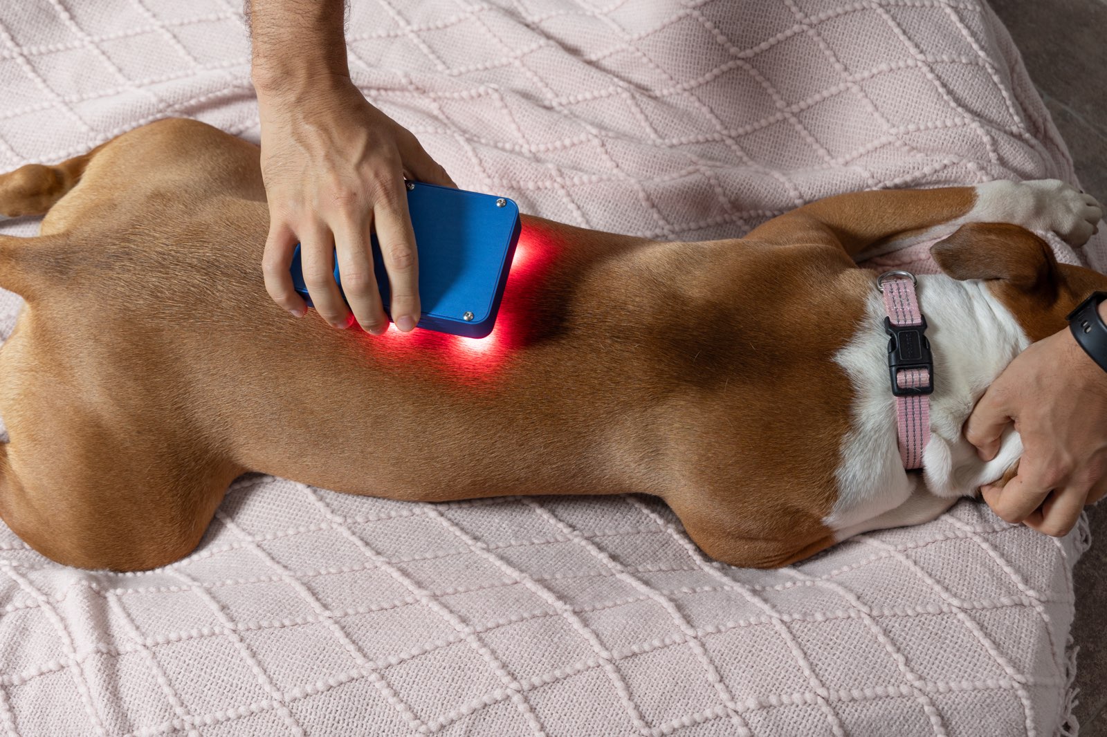 Applicazione di fotobiomodulazione a luce rossa su un cane