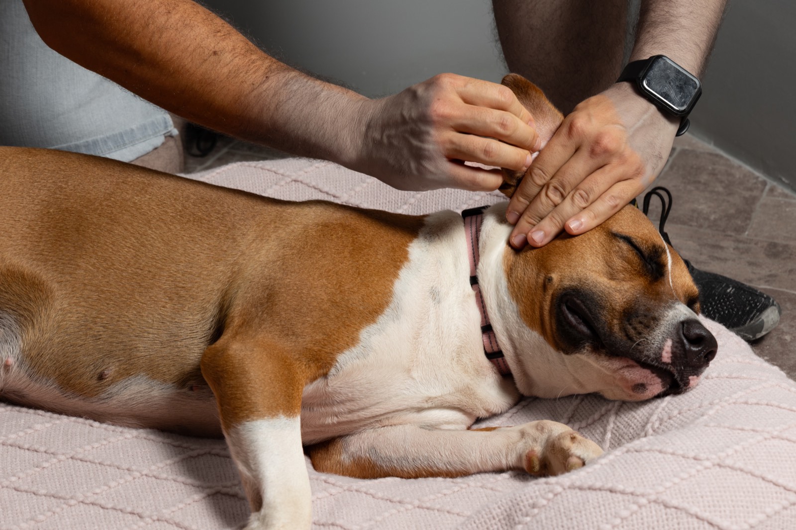 Davide Cabras esegue un trattamento manuale di riequilibrio su un cane