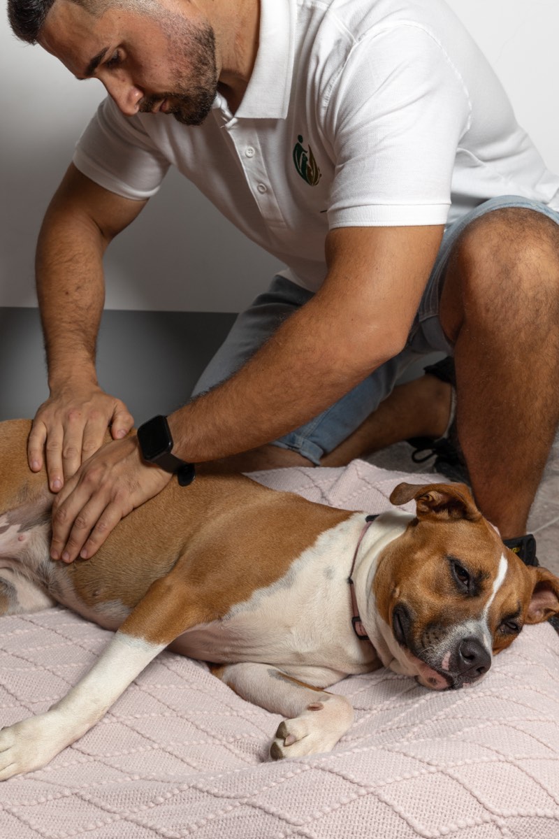 Davide Cabras esegue un trattamento manuale di riequilibrio su un cane